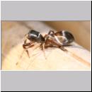 Synageles venator - Springspinne 01 4mm.jpg